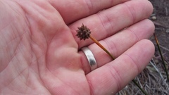 Afroscirpoides dioeca