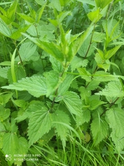 Urtica dioica
