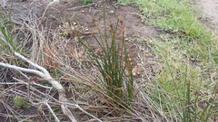 Afroscirpoides dioeca