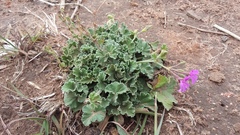 Pelargonium reniforme