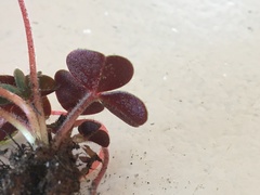 Oxalis eckloniana-nidulans