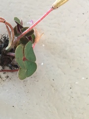 Oxalis eckloniana-nidulans