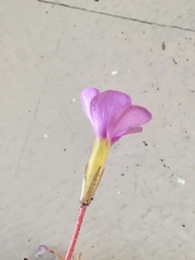 Oxalis eckloniana-nidulans