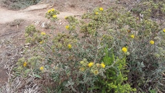 Berkheya heterophylla radiata