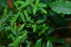 Berberis hayatana