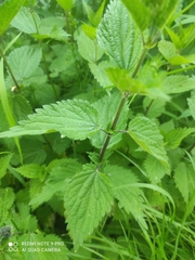 Urtica dioica