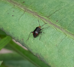 Horciasinus argentinus
