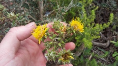 Berkheya heterophylla radiata
