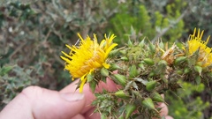 Berkheya heterophylla radiata