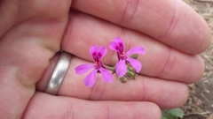 Pelargonium reniforme