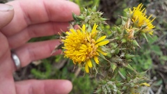 Berkheya heterophylla radiata