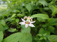 Tricyrtis affinis