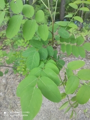 Robinia pseudoacacia