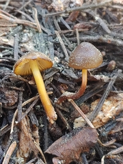 Mycena nivicola
