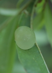 Amphibolips quercusracemaria