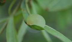 Amphibolips quercusracemaria