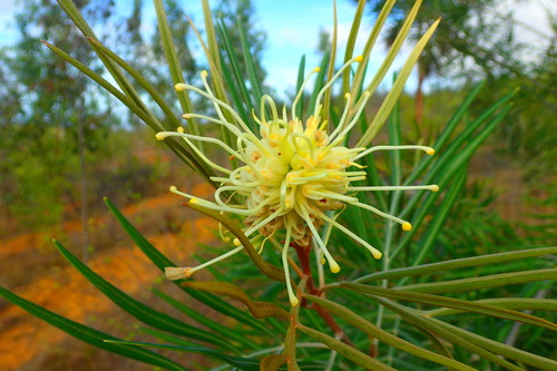 Grevillea banksii
