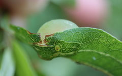 Amphibolips quercusracemaria