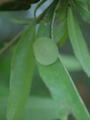 Amphibolips quercusracemaria