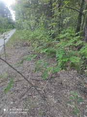 Robinia pseudoacacia
