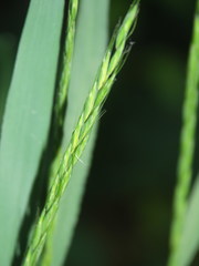 Elymus caninus