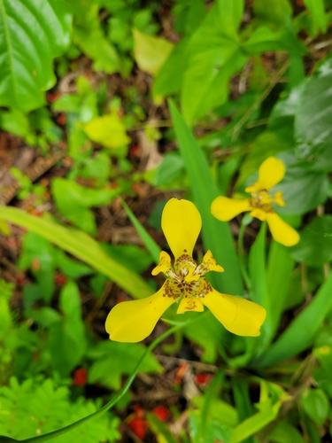 Trimezia steyermarkii
