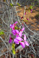 Millettia richardiana image