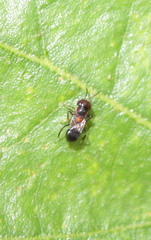 Encyrtus aurantii