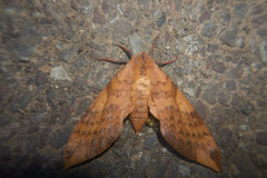 Clanis undulosa