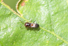 Encyrtus aurantii