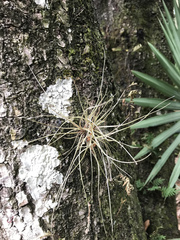 Tillandsia bartramii