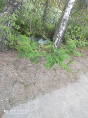 Robinia pseudoacacia