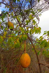 Landolphia obliquinervia