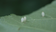 Caryomyia urnula