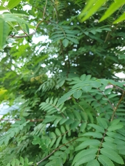 Sorbus aucuparia