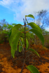 Landolphia obliquinervia