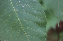 Caryomyia urnula