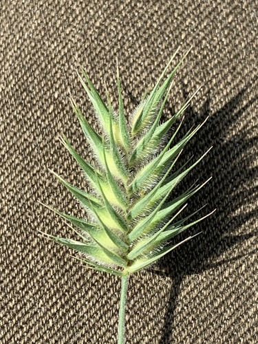 Oriental False Wheatgrass