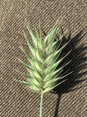 Eremopyrum orientale