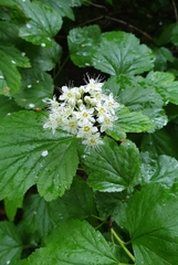 Physocarpus opulifolius