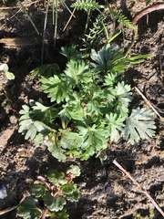 Alchemilla arvensis