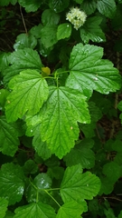 Physocarpus opulifolius