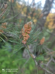 Pinus sylvestris