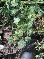 Alchemilla arvensis