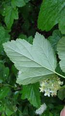 Physocarpus opulifolius