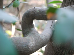 Anodendron parviflorum