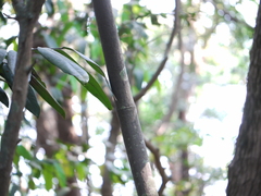 Anodendron parviflorum