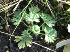 Alchemilla arvensis