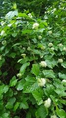 Physocarpus opulifolius