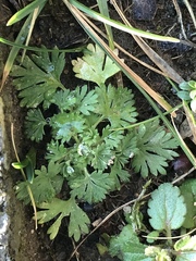 Alchemilla arvensis